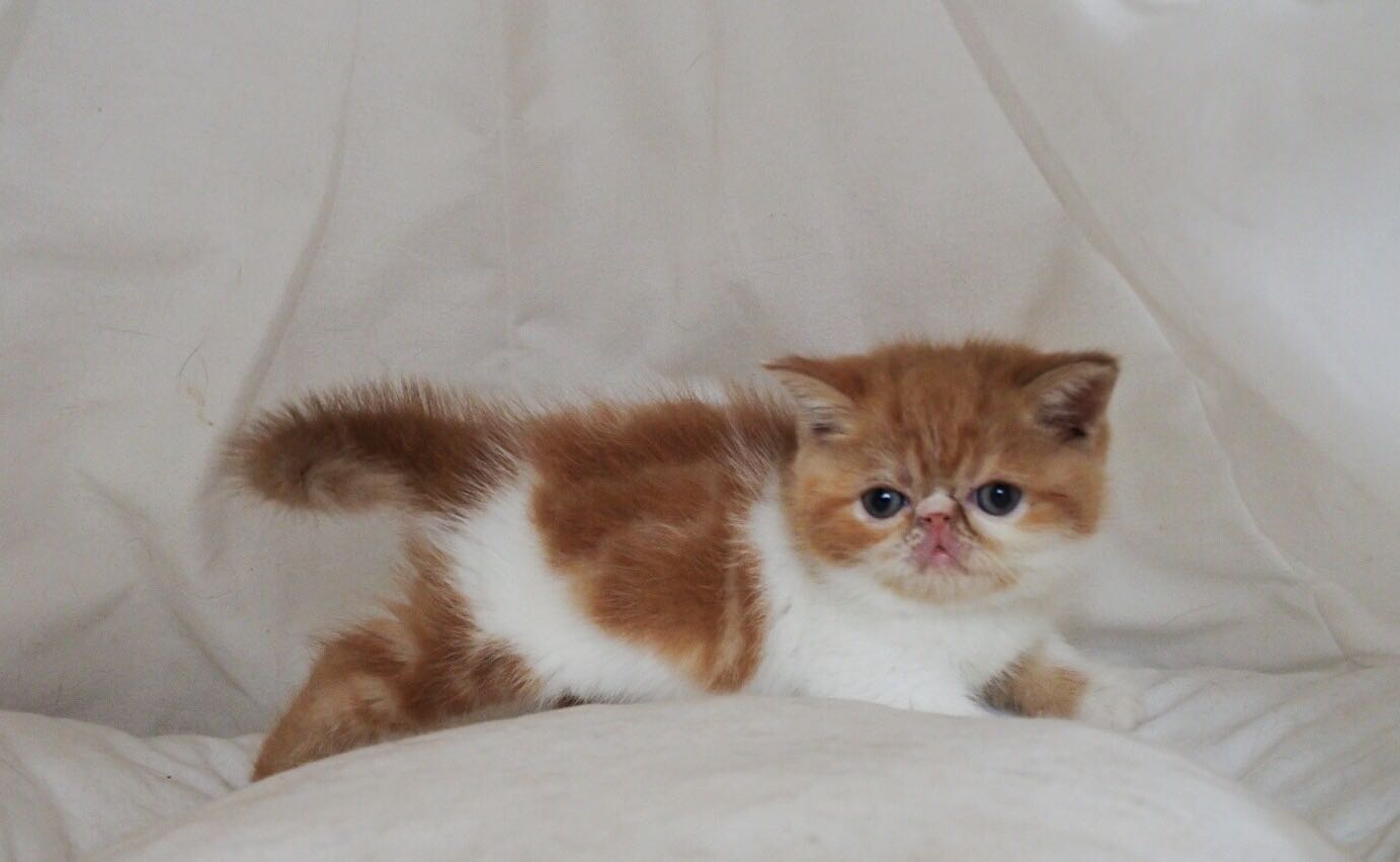 加菲猫妹妹幼猫 疫苗驱虫全打 无猫藓非常粘人可爱